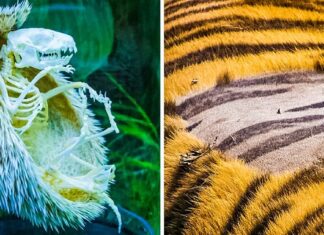23 de fotografii care îți deschid ochii și îți demonstrează că natura este plină de mistere