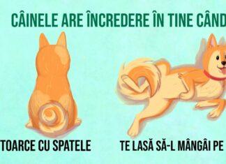 16 indicii utile pentru oricine dorește să înțeleagă mai bine câinii