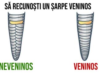 Cunoașterea acestor 15 lucruri ar putea să îți salveze viața într-o zi