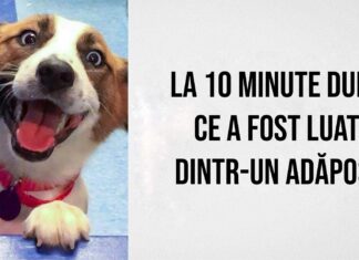 15 animale înainte și după ce au fost luate din adăpost