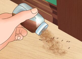 7 moduri de a scăpa de insectele din casa ta. Metode care chiar funcționează!
