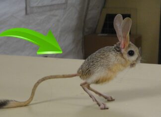 Creaturi Neobișnuite: 22 de animale despre care probabil nu știai că există