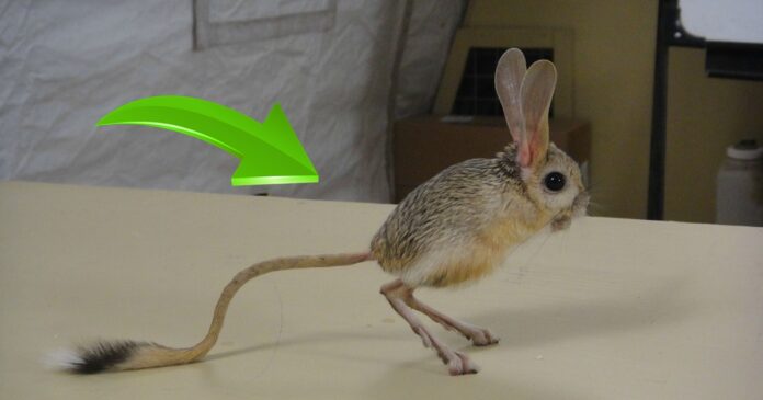 Jerboa