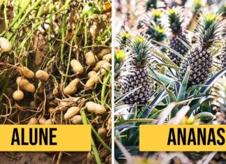 Așa arată alimentele noastre preferate în mediul lor natural