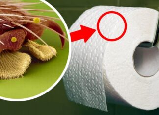 17 fotografii fascinante ale alimentelor tale preferate văzute la microscop. Le vei privi de două ori
