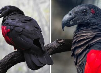 Papagalul Dracula, o pasăre maiestoasă foarte rară care devorează smochine și bea nectar