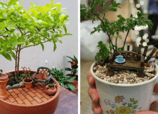 Grădinile minuscule în ceașcă de cafea ar putea fi cel mai adorabil decor, iată aici 23 de exemple