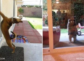 25 de animale care sunt foarte nerăbdătoare să intre în casă