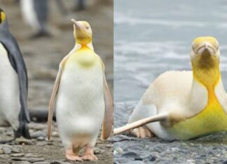 Pentru prima dată în istorie a fost fotografiat un pinguin galben foarte rar