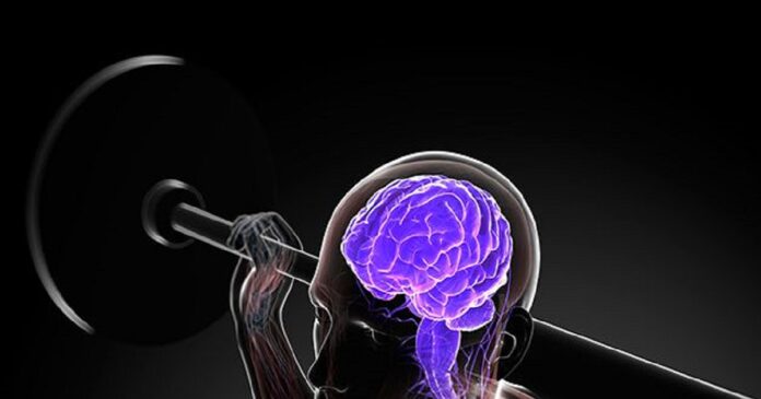brain
