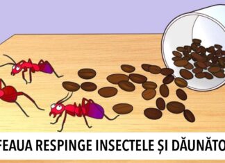 9 moduri excelente de a folosi cafeaua în gospodărie