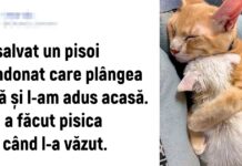 20 de animale de companie care au suficientă dragoste pentru întreaga lume