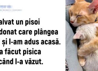 20 de animale de companie care au suficientă dragoste pentru întreaga lume