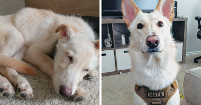 before-after-adoption-dogs-pics-fb11