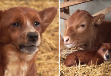 VIDEO: Au vândut vaca, dar câinele a fost atât de supărat încât au cumpărat-o înapoi