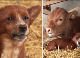 VIDEO: Au vândut vaca, dar câinele a fost atât de supărat încât au cumpărat-o înapoi