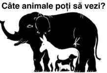TEST: Câte animale vezi în imagine?