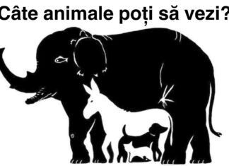 TEST: Câte animale vezi în imagine?