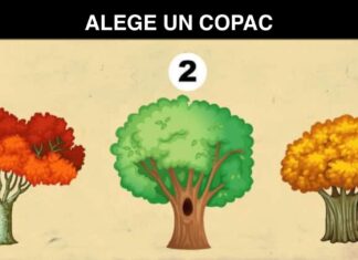 TEST: Copacul care îți place cel mai mult îți dezvăluie ceva interesant despre tine și viitorul tău