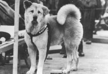 Fotografii rare cu Hachiko, cel mai loial câine, care și-a așteaptat cu răbdare stăpânul 9 ani, 9 luni și 15 zile