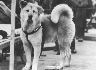 Fotografii rare cu Hachiko, cel mai loial câine, care și-a așteaptat cu răbdare stăpânul 9 ani, 9 luni și 15 zile