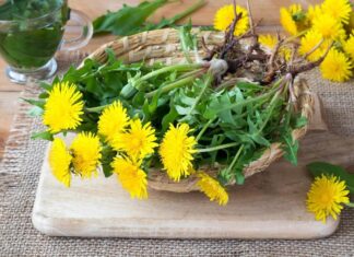 Papădia nu este doar o plantă, este aur curat! Top 10 beneficii ale păpădiei și cum să o folosești