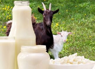 10 beneficii fascinante pe care le are pentru sănătate consumul de lapte de capră. Poate trata TBC și astmul, scade colesterolul, poate vindeca alergiile și este un probiotic excelent