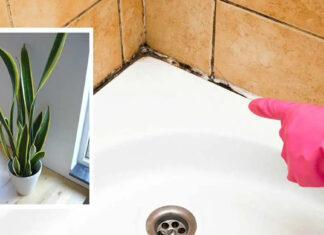 10 Plante care absorb cu succes umezeala din baie