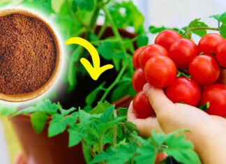 Iată cum să stimulați creșterea tomatelor ÎN MOD NATURAL pentru a obține roșii mari și frumoase