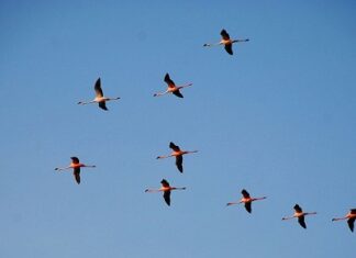 De ce zboară păsările migratoare în forma literei V?