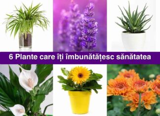 6 Plante care îți îmbunătățesc sănătatea. Trebuie să le ai în casă
