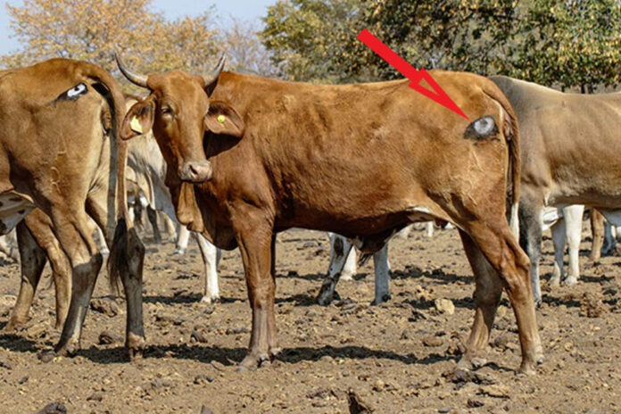 Eyes-painted-on-Cows-backsides-can-protect-them-from-Lions-1