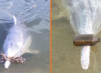 Un Delfin Inteligent aduce cadouri pentru oameni de pe fundul oceanului