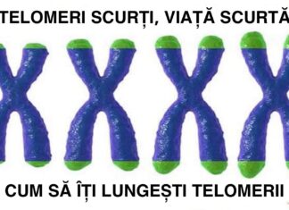 Cum să vă lungiți telomerii și să deblocați cheia longevității