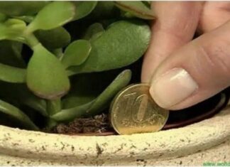 Această plantă din casa ta funcționează ca un magnet pentru bogăție și energie pozitivă. Iată ce trebuie să faci!