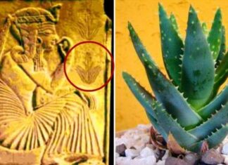 Adevărul despre aloe vera: de ce egiptenii antici au numit-o „planta nemuririi”