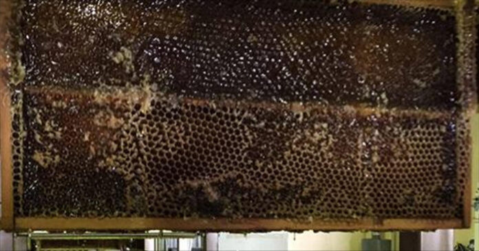 10-manuka-honey