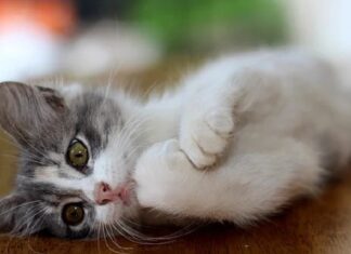 10 Motive pentru care pisica este animalul de companie perfect