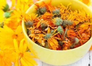 Iată câte boli vindecă florile de gălbenele ( Află cum să le prepari și cum să le administrezi)