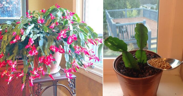 7-Secrets-to-Make-Christmas-Cactus-Bloom-at-Christmas2