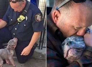 Cățelușă Pitbull abandonată, adoptată de pompierul care a salvat-o