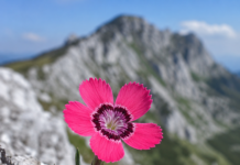Garofița Pietrei Craiului – floarea unică a României