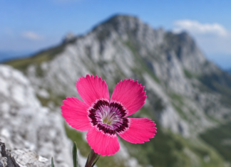 Garofița Pietrei Craiului – floarea unică a României