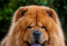 Secretul limbii albastre la Chow Chow