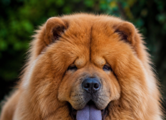 Secretul limbii albastre la Chow Chow