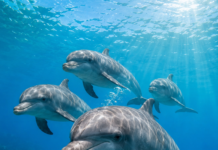Delfinii – lumea fascinantă a unora dintre cele mai complexe mamifere marine
