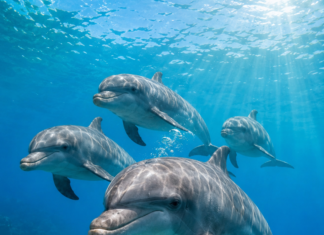 Delfinii – lumea fascinantă a unora dintre cele mai complexe mamifere marine