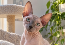 Pisica Sphynx: povestea fascinantă a felinei fără blană și secretele unei rase cu totul aparte