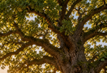 Stejarul – unul dintre cei mai impresionanți arbori ai Europei